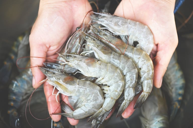 fresh shrimp prawns for cooking seafood food